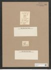 Navicula elliptica var. puella Schum. (de-Toni-Nr.: Genus 1, Species 298) Zeichnungen Sammlung Grunow Nr. 696 (NHMW-BOT-W0367071)